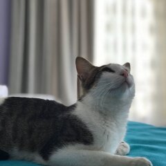 Отель Tinika Butik Otel Чешме с домашними животными