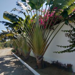 Отель Villa Kalachuchi B&B Филиппины, Пуэрто-Принцеса - отзывы, цены и фото номеров - забронировать отель Villa Kalachuchi B&B онлайн фото 3