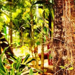 Отель Angkor Une Fois Home Stay фото 10