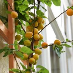 Отель Signau House & Garden Швейцария, Цюрих - отзывы, цены и фото номеров - забронировать отель Signau House & Garden онлайн