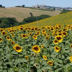 Отель B&B Il Girasole Delle Marche Мачерата