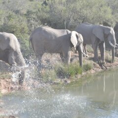 Отель Addo Elephant Back Safaris and Lodge Южная Африка, Аддо - отзывы, цены и фото номеров - забронировать отель Addo Elephant Back Safaris and Lodge онлайн пляж фото 2
