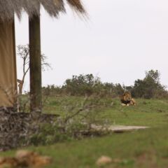 Отель Gorah Elephant Camp Южная Африка, Аддо - отзывы, цены и фото номеров - забронировать отель Gorah Elephant Camp онлайн фото 3