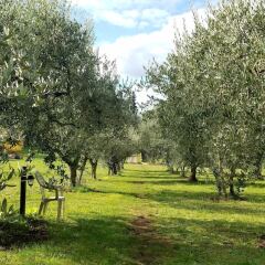Отель Olive Tree Hill Дзагароло приотельная территория
