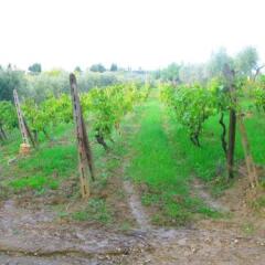 Отель Agriturismo Martignana Alta Эмполи фото 13