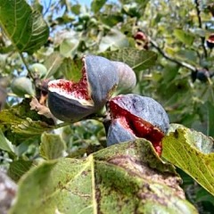 Отель Agroturisme Perola - Adults Only фото 10