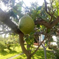 Отель Avocado B&B Beyond Джардини Наксос фото 13