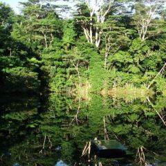 Отель Colo-I-Suva Rainforest Eco Resort Вити-Леву фото 6