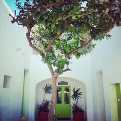 Отель Lemon Tree Bed & Breakfast фото 6