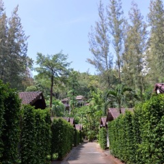 Отель The Delight Pine Tree Village
