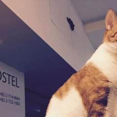 Отель Insadong Hostel Южная Корея, Сеул - 1 отзыв об отеле, цены и фото номеров - забронировать отель Insadong Hostel онлайн фото 13