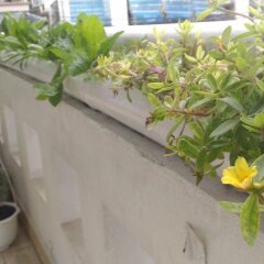 Отель Nice Bee Далат