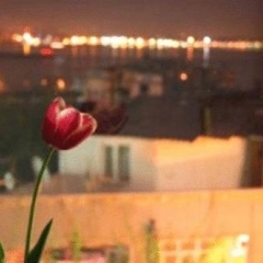 Отель Tulip Guesthouse