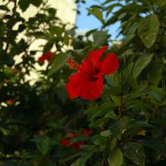Golden Beach Hotel фото 4