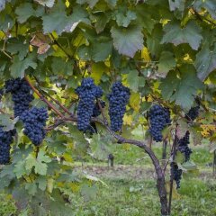 Отель Arneroni Ceggia приотельная территория