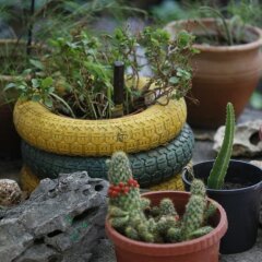 Отель Karakus Pansiyon Кемер с домашними животными