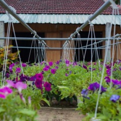 Гостевой Дом Petunia Garden Homestay фото 14