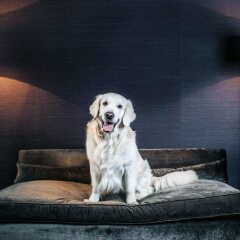 Отель The Emblem Hotel Чехия, Прага - 3 отзыва об отеле, цены и фото номеров - забронировать отель The Emblem Hotel онлайн с домашними животными