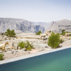 Отель Anantara Al Jabal Al Akhdar Resort Оман, Низва - отзывы, цены и фото номеров - забронировать отель Anantara Al Jabal Al Akhdar Resort онлайн пляж фото 2