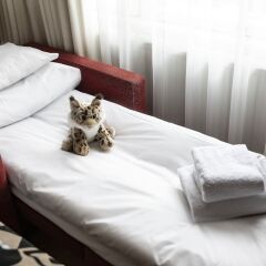 Отель GLO Hotel Art Финляндия, Хельсинки - - забронировать отель GLO Hotel Art, цены и фото номеров с домашними животными