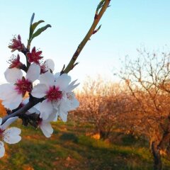 Отель B&B Lekythos Агридженто приотельная территория фото 2