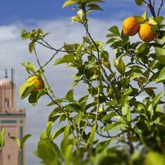 Отель Riad Farnatchi Марокко, Марракеш - отзывы, цены и фото номеров - забронировать отель Riad Farnatchi онлайн фото 4