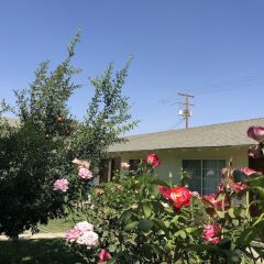 Отель 99 Palms Inn & Suites фото 10