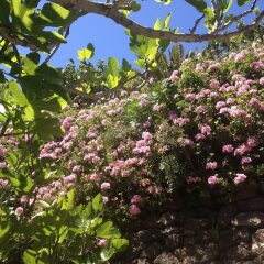 Отель Finca Los Geranios фото 8