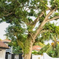 Отель Villa Rosa Blanca - White Rose Шри-Ланка, Галле - отзывы, цены и фото номеров - забронировать отель Villa Rosa Blanca - White Rose онлайн фото 7