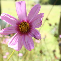 Отель Cosmos Cuisine фото 5