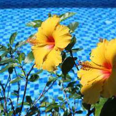 Отель Magnolia Garden Villa спортивное сооружение