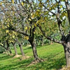 Отель Cevoli Country Resort Лари фото 3