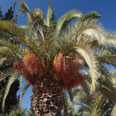 ibis Marrakech Palmeraie Hotel пляж