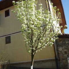Отель Rooms in Velina House фото 7