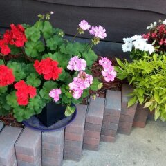 Отель Wild Rose Bed & Breakfast балкон