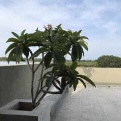 Отель Tree Tops Yala пляж