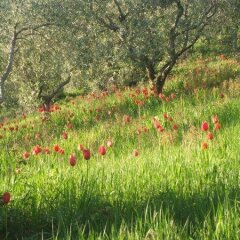 Отель Agriturismo Il Gelso Antico Италия, Реканати - отзывы, цены и фото номеров - забронировать отель Agriturismo Il Gelso Antico онлайн фото 6