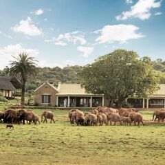 Отель Gorah Elephant Camp Южная Африка, Аддо - отзывы, цены и фото номеров - забронировать отель Gorah Elephant Camp онлайн фото 4