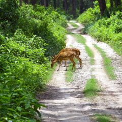Отель Safari Adventure Lodge Непал, Саураха - отзывы, цены и фото номеров - забронировать отель Safari Adventure Lodge онлайн фото 12