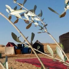 Отель Bivouac Erg Znaigui Марокко, Мерзуга - отзывы, цены и фото номеров - забронировать отель Bivouac Erg Znaigui онлайн детские мероприятия фото 2