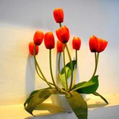 Отель Villa Tulip Garden интерьер отеля
