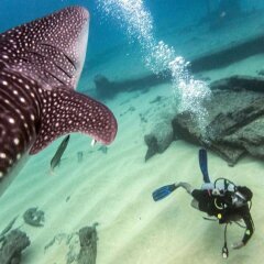 Отель Cabo Villas Beach Resort & Spa Мексика, Кабо-Сан-Лукас - отзывы, цены и фото номеров - забронировать отель Cabo Villas Beach Resort & Spa онлайн бассейн фото 3