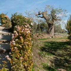 Отель Villa Coralia Озимо фото 7