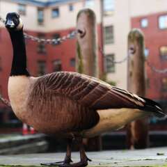 Отель Swan Lake Manchester гостиничный бар