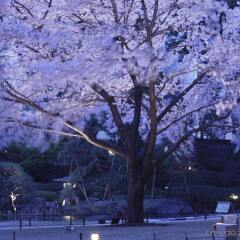 Отель Prince Sakura Tower Токио спортивное сооружение