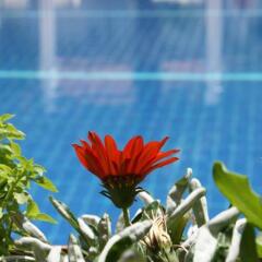 Majestic Hotel фото 3
