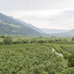 Отель Wander- und Bikehotel Vinschgerhof Силандро фото 6