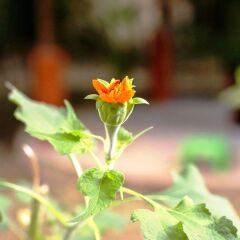 Отель Angkor Une Fois Home Stay фото 7