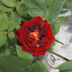Отель Bed and Breakfast Wildrose