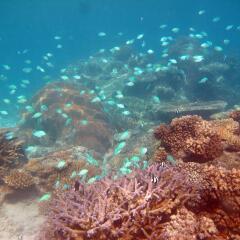 Отель Mantaray Island Resort пляж фото 2